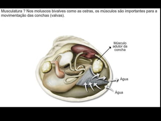 Apresentação sobre Moluscos 