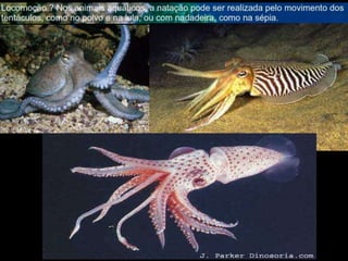 Apresentação sobre Moluscos 