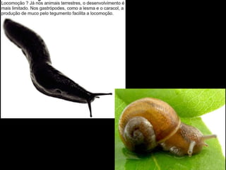 Apresentação sobre Moluscos 