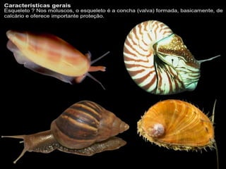 Apresentação sobre Moluscos 