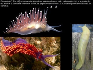 Apresentação sobre Moluscos 