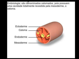 Apresentação sobre Moluscos 