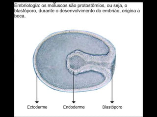 Apresentação sobre Moluscos 