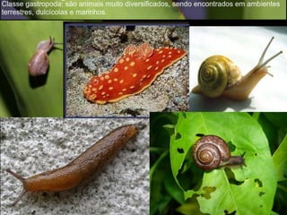 Apresentação sobre Moluscos 