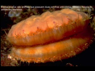 Apresentação sobre Moluscos 