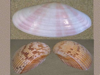 Apresentação sobre Moluscos 