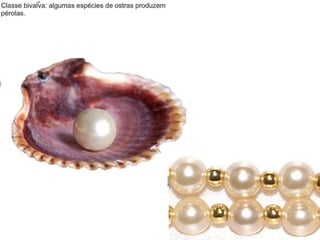 Apresentação sobre Moluscos 