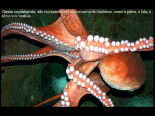 Apresentação sobre Moluscos 