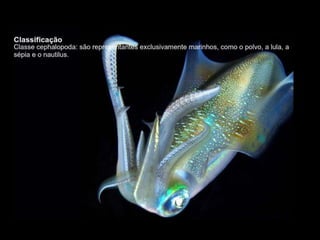 Apresentação sobre Moluscos 