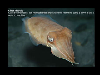 Apresentação sobre Moluscos 