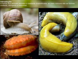 Apresentação sobre Moluscos 