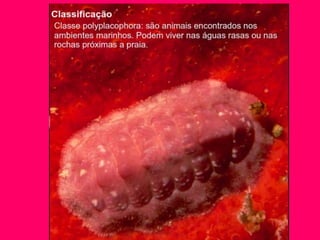 Apresentação sobre Moluscos 