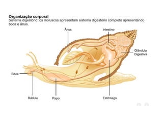 Apresentação sobre Moluscos 