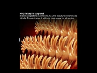 Apresentação sobre Moluscos 