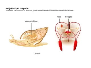 Apresentação sobre Moluscos 