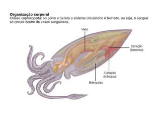 Apresentação sobre Moluscos 