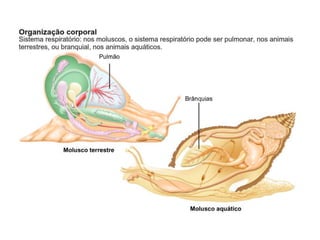 Apresentação sobre Moluscos 