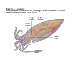 Apresentação sobre Moluscos 