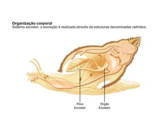 Apresentação sobre Moluscos 
