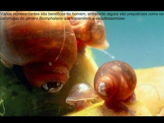 Apresentação sobre Moluscos 