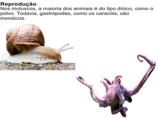 Apresentação sobre Moluscos 