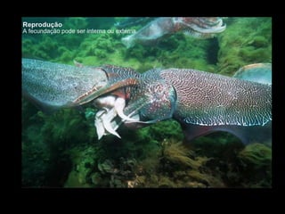 Apresentação sobre Moluscos 