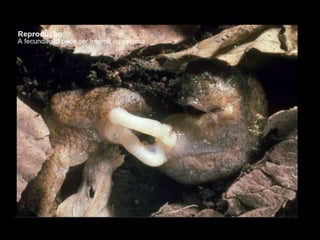 Apresentação sobre Moluscos 