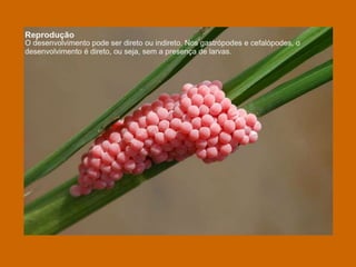 Apresentação sobre Moluscos 