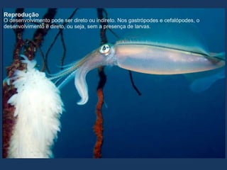 Apresentação sobre Moluscos 