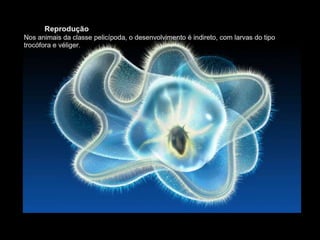 Apresentação sobre Moluscos 