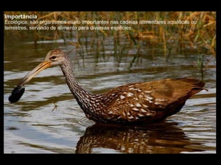 Apresentação sobre Moluscos 