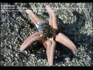 Apresentação sobre Moluscos 