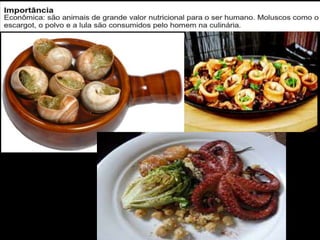 Apresentação sobre Moluscos 