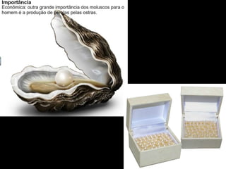 Apresentação sobre Moluscos 