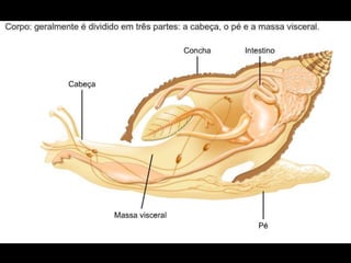Apresentação sobre Moluscos 