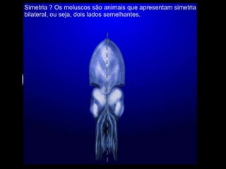 Apresentação sobre Moluscos 