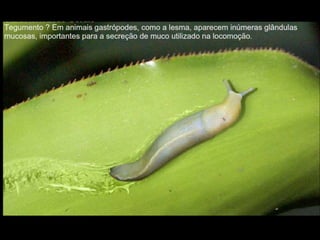 Apresentação sobre Moluscos 