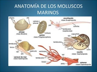 ANATOMÍA DE LOS MOLUSCOS
MARINOS
 