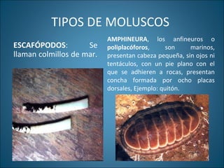 TIPOS DE MOLUSCOS
ESCAFÓPODOS: Se
llaman colmillos de mar.
AMPHINEURA, los anfineuros o
poliplacóforos, son marinos,
presentan cabeza pequeña, sin ojos ni
tentáculos, con un pie plano con el
que se adhieren a rocas, presentan
concha formada por ocho placas
dorsales, Ejemplo: quitón.
 