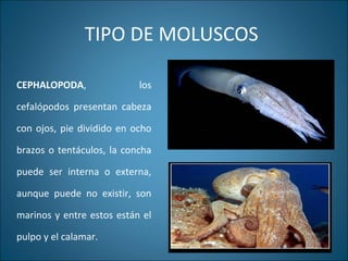 TIPO DE MOLUSCOS
CEPHALOPODA, los
cefalópodos presentan cabeza
con ojos, pie dividido en ocho
brazos o tentáculos, la concha
puede ser interna o externa,
aunque puede no existir, son
marinos y entre estos están el
pulpo y el calamar.
 