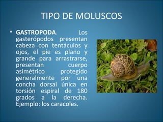 TIPO DE MOLUSCOS
• GASTROPODA. Los
gasterópodos presentan
cabeza con tentáculos y
ojos, el pie es plano y
grande para arrastrarse,
presentan cuerpo
asimétrico protegido
generalmente por una
concha dorsal única en
torsión espiral de 180
grados a la derecha.
Ejemplo: los caracoles.
 