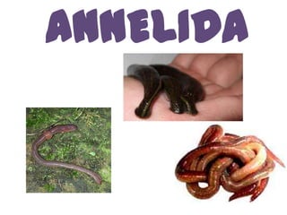 ANNELIDA
 