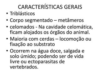 CARACTERÍSTICAS GERAIS
• Triblásticos
• Corpo segmentado – metâmeros
• celomados - Na cavidade celomática,
  ficam alojados os órgãos do animal.
• Maioria com cerdas – locomoção ou
  fixação ao substrato
• Ocorrem na água doce, salgada e
  solo úmido; podendo ser de vida
  livre ou ectoparasitas de
  vertebrados.
 