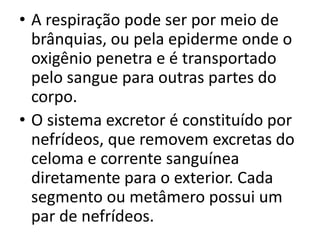 • A respiração pode ser por meio de
  brânquias, ou pela epiderme onde o
  oxigênio penetra e é transportado
  pelo sangue para outras partes do
  corpo.
• O sistema excretor é constituído por
  nefrídeos, que removem excretas do
  celoma e corrente sanguínea
  diretamente para o exterior. Cada
  segmento ou metâmero possui um
  par de nefrídeos.
 