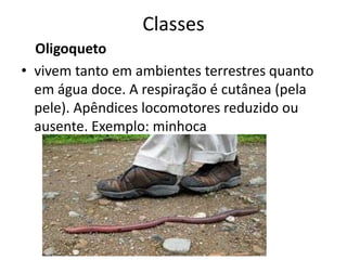 Classes
  Oligoqueto
• vivem tanto em ambientes terrestres quanto
  em água doce. A respiração é cutânea (pela
  pele). Apêndices locomotores reduzido ou
  ausente. Exemplo: minhoca
 
