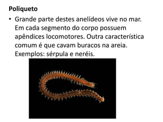 Poliqueto
• Grande parte destes anelídeos vive no mar.
  Em cada segmento do corpo possuem
  apêndices locomotores. Outra característica
  comum é que cavam buracos na areia.
  Exemplos: sérpula e neréis.
 