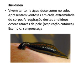 Hirudinea
• Vivem tanto na água doce como no solo.
  Apresentam ventosas em cada extremidade
  do corpo. A respiração destes anelídeos
  ocorre através da pele (respiração cutânea).
  Exemplo: sanguessuga
 