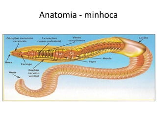 Anatomia - minhoca
 