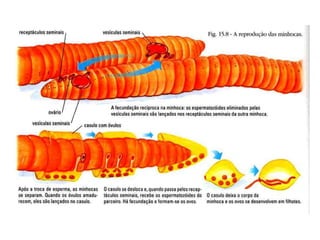 Moluscos e anelídeos