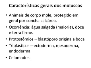 Características gerais dos moluscos
• Animais de corpo mole, protegido em
  geral por concha calcárea.
• Ocorrência: água salgada (maioria), doce
  e terra firme.
• Protostômios – blastóporo origina a boca
• Triblásticos – ectoderma, mesoderma,
  endoderma
• Celomados.
 